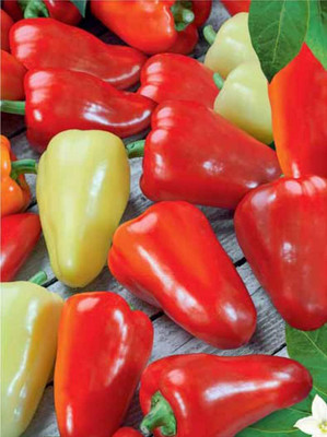 DIVINE CHILLI , PEPPER Seed(500 per packet)