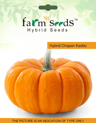 ActrovaX Pumpkin/Kaddu Vegetables [100 Seeds] Seed(100 per packet)