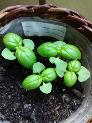 WILLVINE High Germination British Basil Seeds-[2000 Seeds] Seed(2000 per packet)