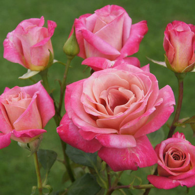 CYBEXIS KGF -54 - Hybrid Pink Tea Rose - (100 Seeds) Seed(100 per packet)
