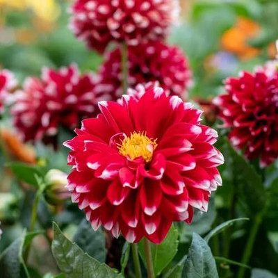 Lorvox Dahlia Double Figaro Mix Seed(80 per packet)