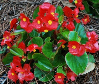 VibeX VVI-38 - Begonia Wax Red - (90 Seeds) Seed(90 per packet)