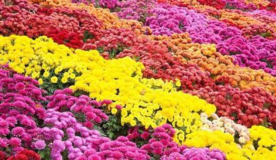 CYBEXIS Chrysanthemum Flower F1 Hybrid Seeds Seed(1 g)
