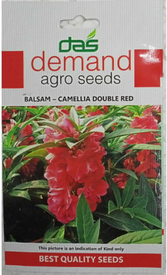 KRASHAK Balsam Camelia red flower Seed(2 per packet)