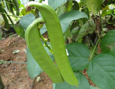 DIVINE BEANS Seed(75 per packet)