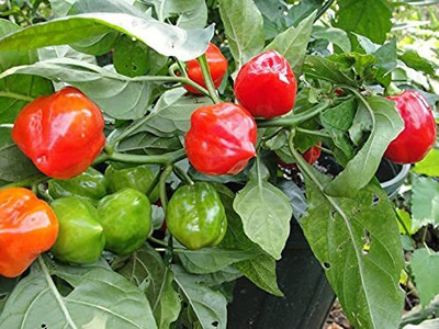 Qualtivate RES-9A Hybrid Red, Yellow & Green Capsicum Seed(100 per packet)