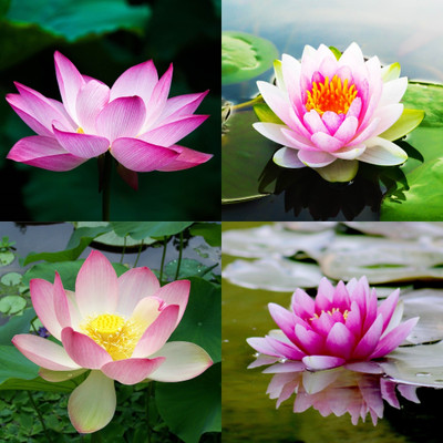 ibains Premium lotus flower seeds biij 20 Seed(20 per packet)