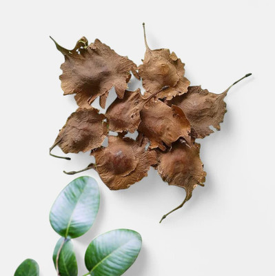 DEYS AGRO ™ original red sandalwood seeds,lal chandan tree plant seeds 5 Seed(5 per packet)