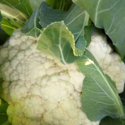 KNESSiN ACT-60 White Cauliflower Seed(500 per packet)