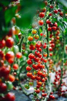 XOLDAA tomato Seed(90 per packet)