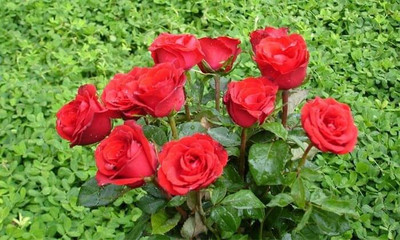 VNR VNR rose hybrid F1 original seeds Seed(200 per packet)
