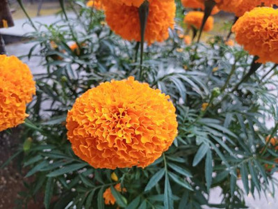 Cosmos marigold,gende ka phool seeds Seed(21 per packet)
