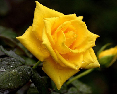 Qualtivate PUAS-3A Yellow Rose Seeds Seed(25 per packet)