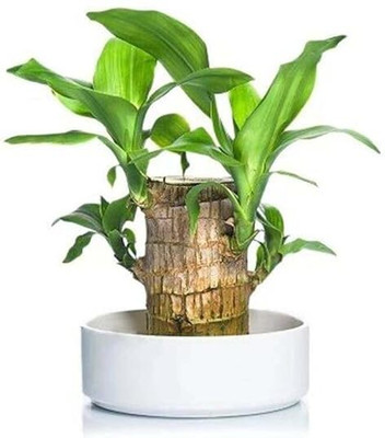 TAYAN brazillian wood plant Seed(450 g)