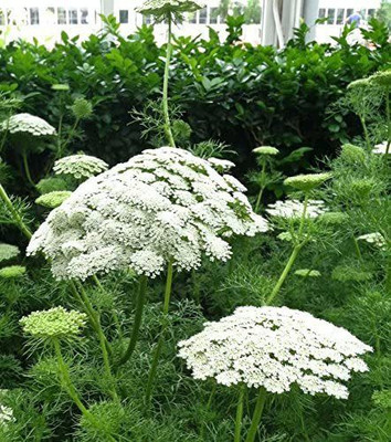 VibeX XLL-1 - White Bishops FlowerWild Carrot - (180 Seeds) Seed(180 per packet)