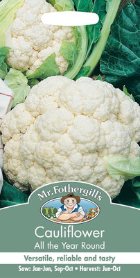KNESSiN Cauliflower All Year Round Seed(200 per packet)