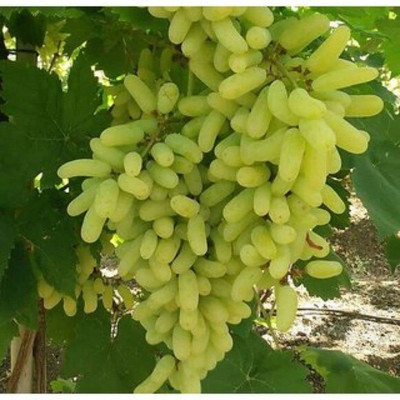 Decon Grapes Seed(25 per packet)