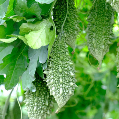 DEYS AGRO ™ hybrid karela|bitter gourd seeds High Yield vegetable Seed(20 per packet)
