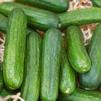 KS TRADERS Cucumber Seed(1 per packet)