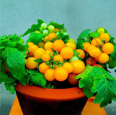 Qualtivate HYB-2A Cherry Tomato Dwarf Heirloom Seed(300 per packet)