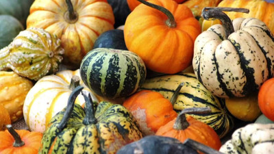 KNESSiN Hybrid Giant Ornamental Mix Pumpkin Seeds For Kitchen Gardening (60 Seeds) Seed(60 per packet)