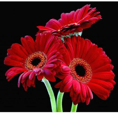 XOLDA Daisy Red Flower Seed(12 per packet)