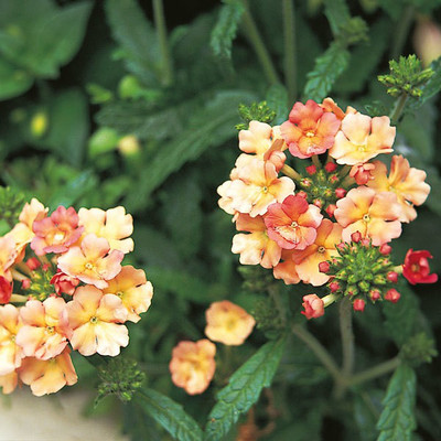 CYBEXIS VERBENA APRICOT SEEDS100 Seeds Seed(100 per packet)