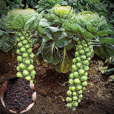 CYBEXIS Vegetable Brussels Sprouts Cabbage Brassica Oleracea Seeds2000 Seeds Seed(2000 per packet)