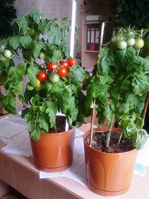 Biosnyg Organic Dwarf Indoor Tomato Vegetable Seeds for Garden - (400 Seeds) Seed(400 per packet)