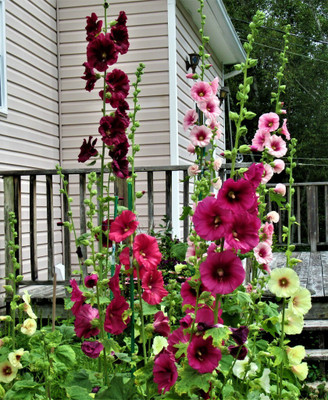 Mozette Exotic holly hock Seed(34 per packet)