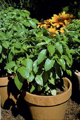 VibeX ® XXL-9 Marseille dwarf basil seeds Seed(1000 per packet)