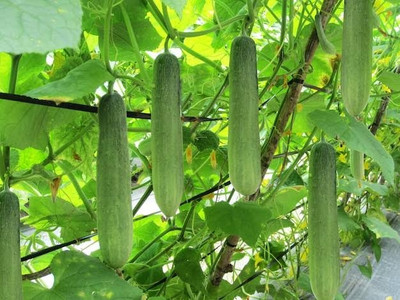 BSARKAR cucumber seeds Seed(20 per packet)