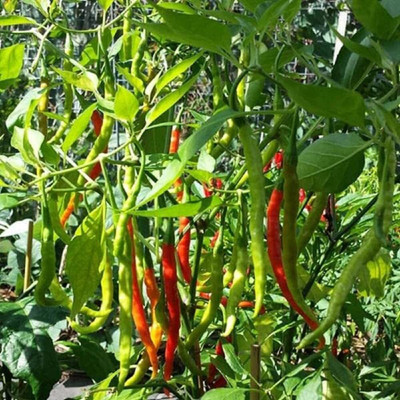 LPR CHILLI,HARI MIRCHI Seed(30 per packet)