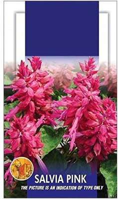 CYBEXIS Salvia Pink Flower Seeds Seed(50 per packet)