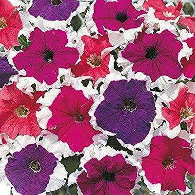 Lorvox Mixed Petunia Climbing Flower Seed(135 per packet)