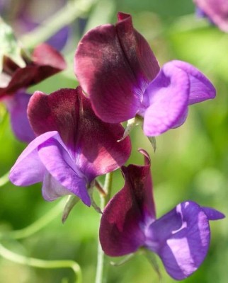 Quentova Sweet Pea|Matucana|-VNT-3A Seed(30 per packet)