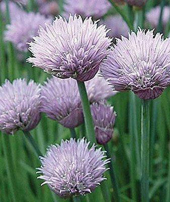 CYBEXIS Chive Vegetable Seeds2800 Seeds Seed(2800 per packet)