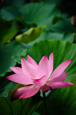 JDM Store lotus,kamal gatta Seed(10 per packet)