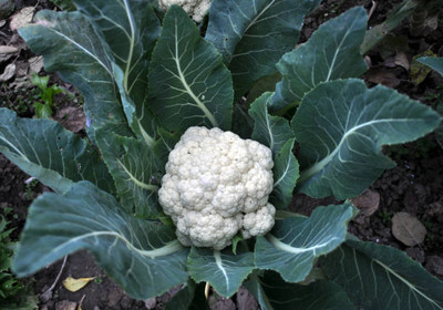 mahakal collection white cauliflower,gobhee seeds Seed(13 per packet)