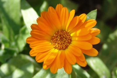 CRGO CALENDULA Seed(20 per packet)