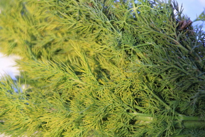 Quentova Dill Soya Herb Anethum graveolens-RXI-2N Seed(200 per packet)