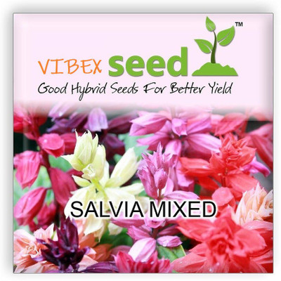 CYBEXIS Salvia Blaze of Fire Seed(1 g)