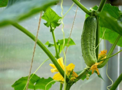 ibains Rainy season cucumber seed Seed(28 per packet)