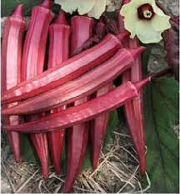 seedkart Lady Finger/ Red Bhindi Seed(100 per packet)