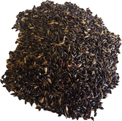 Numinous CoFs-31, Sorghum, Jowar, Multi-cut Perennial, Fodder Grass Seed(3 kg)