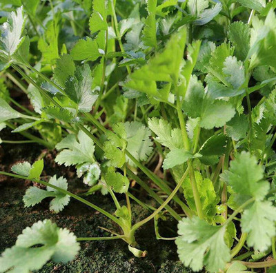 ZIXA Coriander - Cilantro (Coriandrum sativum) Seed(50 per packet)