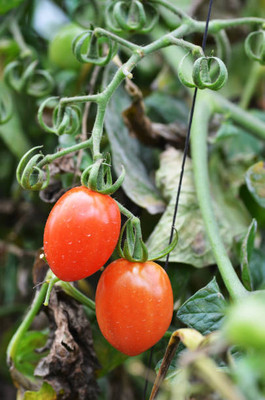 JimLax tomato Seed(115 per packet)