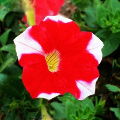CYBEXIS Petunia Hybrid Red and White Seed(50 per packet)