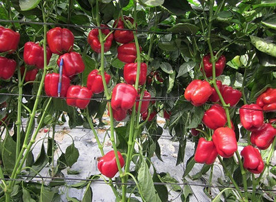 DIVINE CAPSICUM Seed(95 per packet)