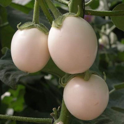KNESSiN Brinjal White Round Seed(200 per packet)